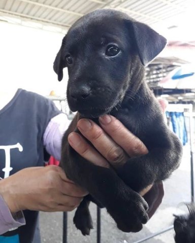 Billie - Pointer + Labrador Retriever Dog