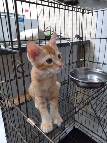 Adorable Ginger Boy Needs Forever Home - Persian + Domestic Short Hair Cat