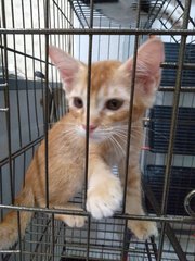 Adorable Ginger Boy Needs Forever Home - Persian + Domestic Short Hair Cat