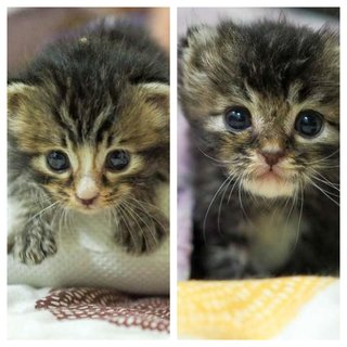 Tuah (Betina) &amp; Lucky (Betina) - Domestic Short Hair + Domestic Medium Hair Cat