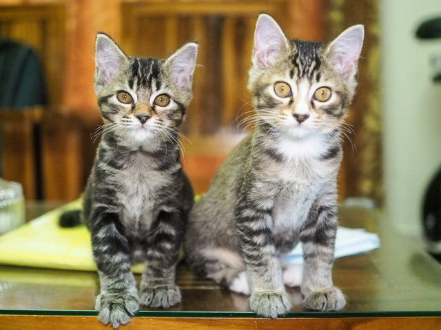 Tuah (Betina) &amp; Lucky (Betina) - Domestic Short Hair + Domestic Medium Hair Cat