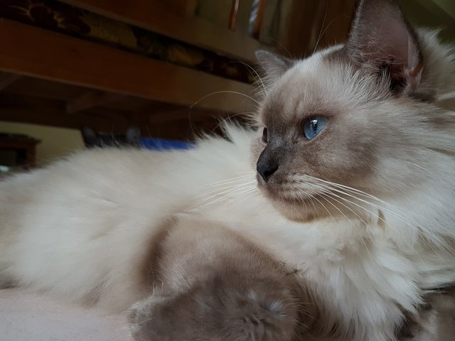 Whitey - Persian + Maine Coon Cat