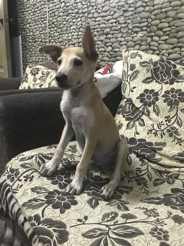 Shorty  - Mixed Breed Dog