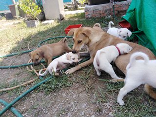 With mother dog and siblings. 