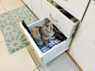 Her playful side...she loves boxes too!