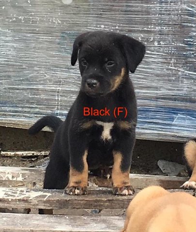 5 Puppies - Mixed Breed Dog