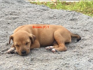 Brown (F) 1