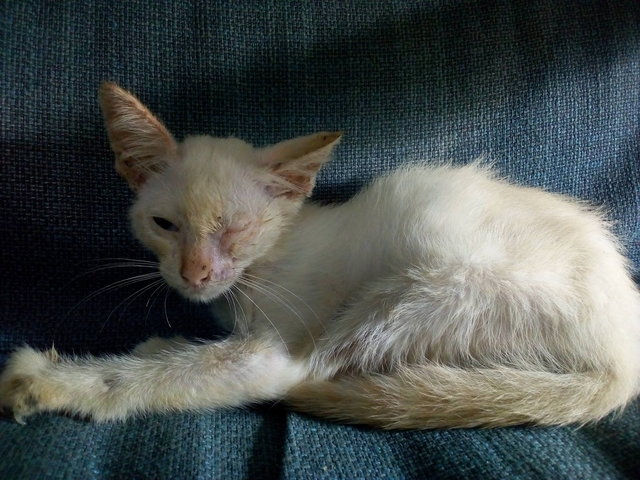 White Kitten Cyclops/summer - Domestic Short Hair Cat