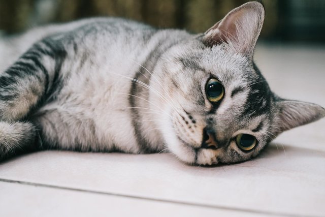 Cherry - Persian + Bengal Cat