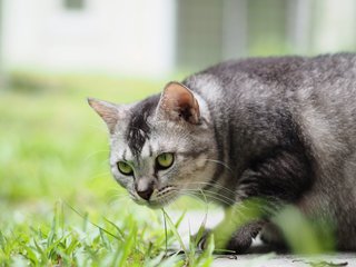 Cherry - Persian + Bengal Cat