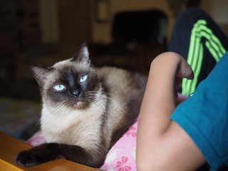 Legolas - Persian + Bengal Cat