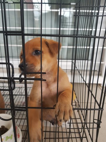 I Need A Warm Home And Owner  - Mixed Breed Dog