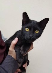 Tam (Spayed)  - Domestic Short Hair Cat