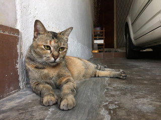 Mom &amp; Son - Domestic Short Hair Cat