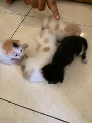 Kopi,latte, Teapot And Mocha - Domestic Short Hair Cat