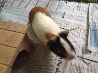 Love Piggies - Guinea Pig Small & Furry