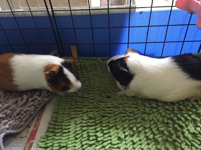 Love Piggies - Guinea Pig Small & Furry