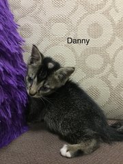 Danny - Domestic Short Hair Cat