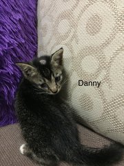 Danny - Domestic Short Hair Cat