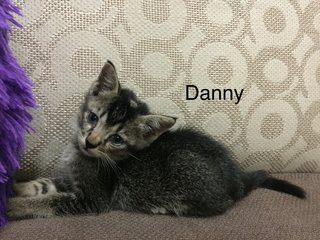 Danny - Domestic Short Hair Cat