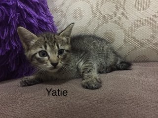 Yatie  - Domestic Short Hair Cat