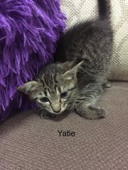 Yatie  - Domestic Short Hair Cat