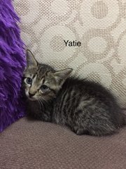 Yatie  - Domestic Short Hair Cat