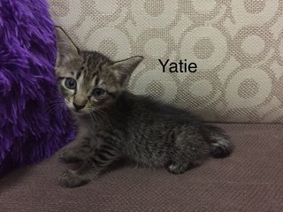 Yatie  - Domestic Short Hair Cat