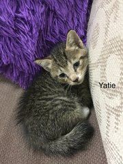 Yatie  - Domestic Short Hair Cat