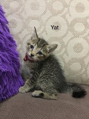 Yat - Domestic Short Hair Cat