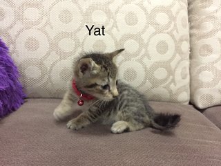 Yat - Domestic Short Hair Cat