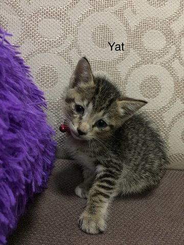 Yat - Domestic Short Hair Cat