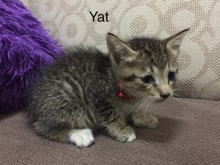 Yat - Domestic Short Hair Cat