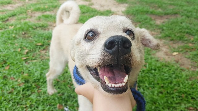 Samuel - Spitz + Terrier Dog