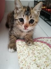 Kitten 1