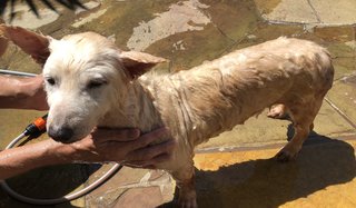 Stand patiently getting a bath