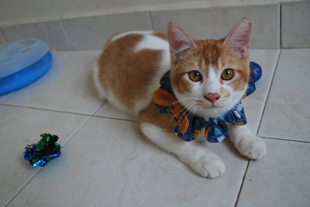 Ferdinand, Like The Prince In Snow White - Domestic Short Hair Cat