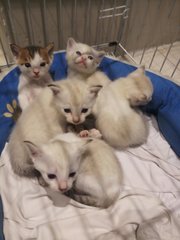 Cute Siamese  Kittens - Siamese Cat