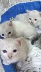 Cute Siamese  Kittens - Siamese Cat