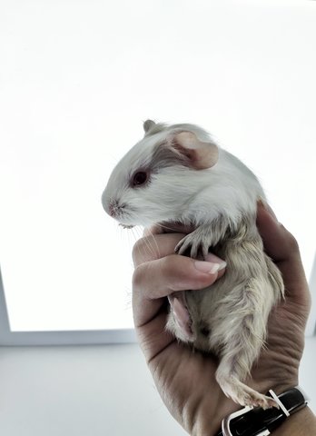 Panda &amp; Silvery - Guinea Pig Small & Furry