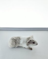 Panda &amp; Silvery - Guinea Pig Small & Furry