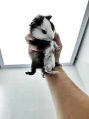 Panda &amp; Silvery - Guinea Pig Small & Furry