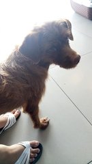 Found Ss14 Dog - Poodle + Terrier Dog