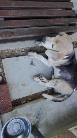 Found Shah Alam  - Beagle Dog