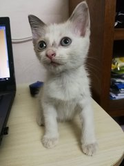 Holiday  - Domestic Short Hair Cat