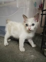 Holiday  - Domestic Short Hair Cat