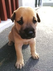 Olive, Max, Oreo And Zoe - Mixed Breed Dog