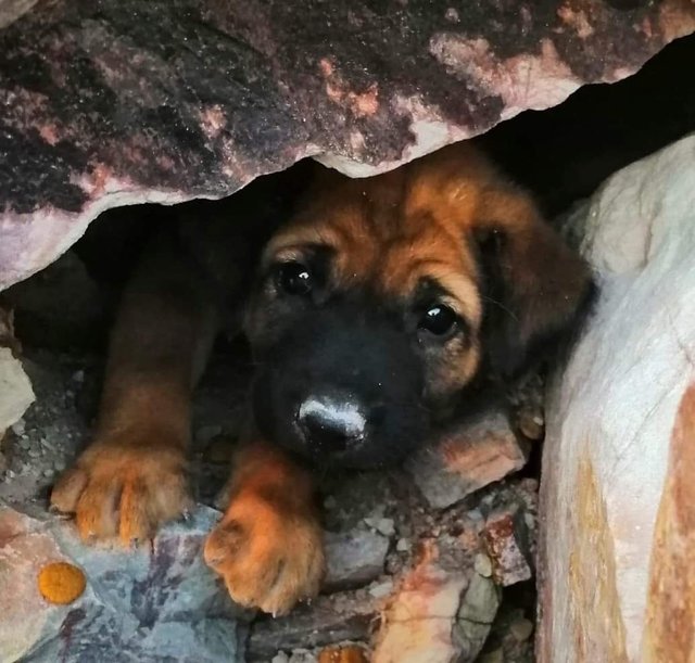 Cooper, Rocky And Ash - Mixed Breed Dog