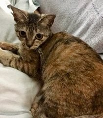 Marigold - Domestic Short Hair Cat