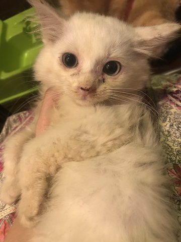 Snowball - Persian + Siamese Cat